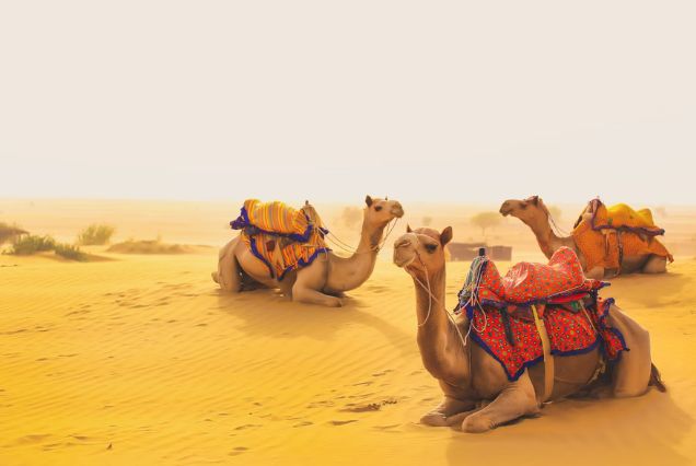 Rajasthan Reverie: Temples, Palaces & Desert Dreams