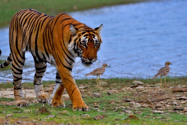 Bird Watching and Tiger Tour of India
