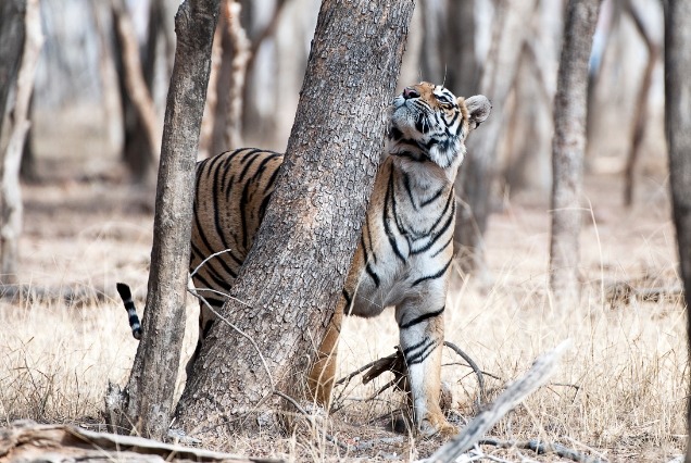 Roar of the Wild:North & Central India Tiger Expedition
