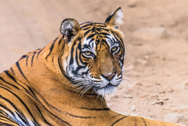 Tiger Trail: Indian Wildlife Expedition through Iconic Tiger Reserves